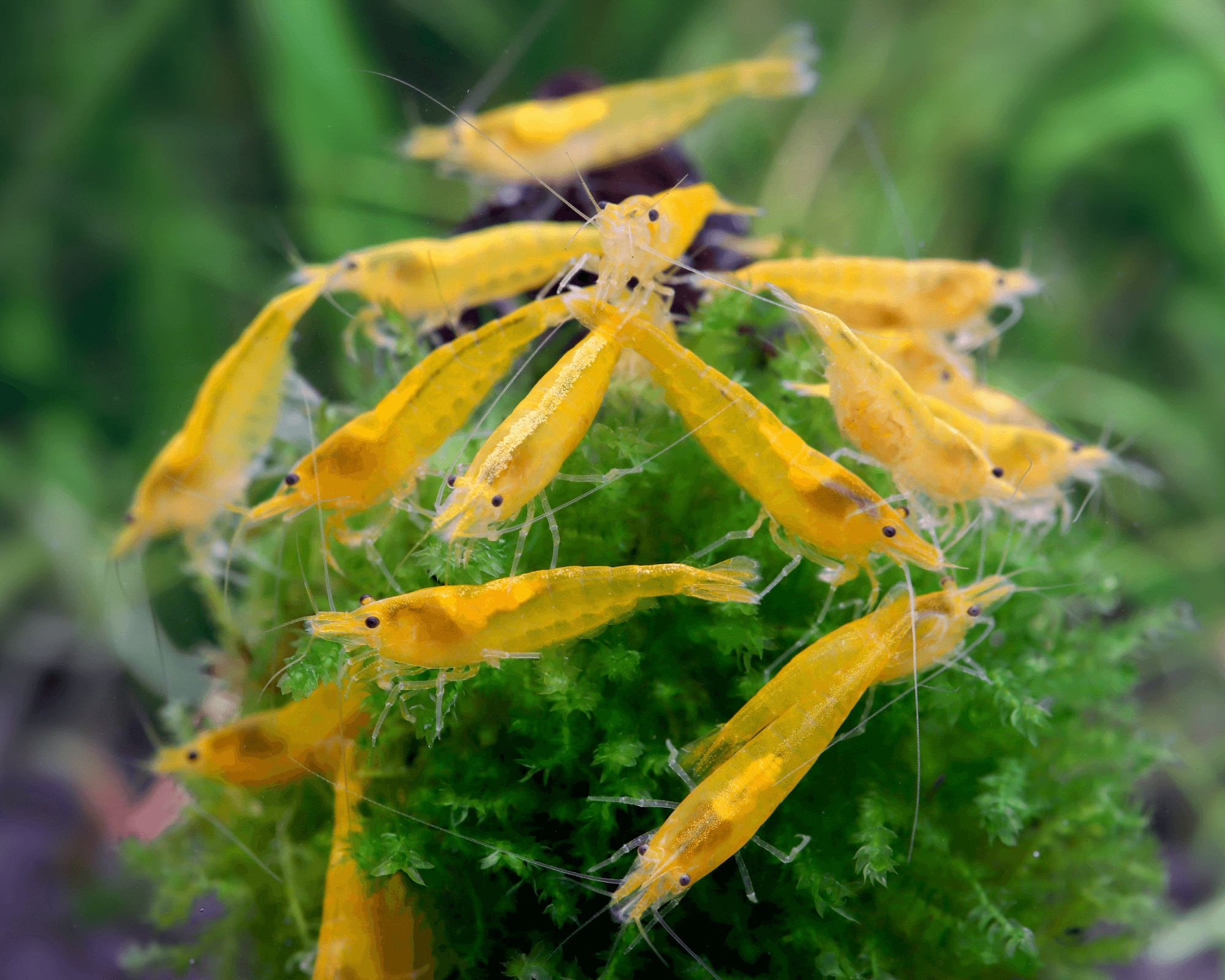 Yellow Fire Shrimp: Care and Characteristics